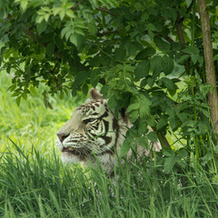 Beautiful portrait image of hybrid white tiger Panthera Tigris in vibrant landscape and foliage