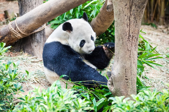 Giant funny panda on his back and eating green bamboo leaf in Zoo
