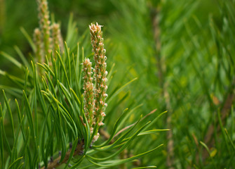 Young pine branches