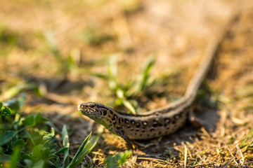Lizard sitting on brown sand enjoying morning sun