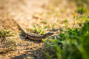 Lizard sitting on brown sand enjoying morning sun