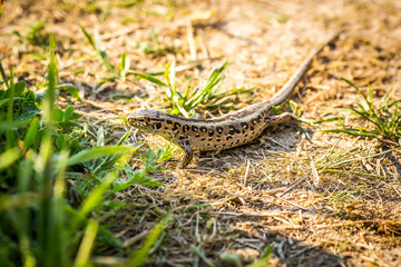 Obraz premium Lizard sitting on brown sand enjoying morning sun