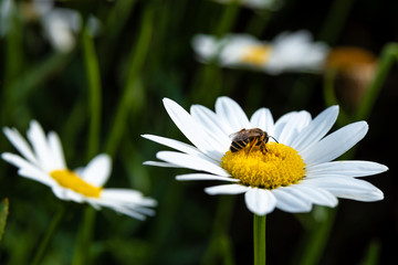 Obraz premium small bee on a yellow white flower, close up
