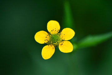 Fototapeta na wymiar A beautiful little yellow flower (meadow, tall buttercup) in the forest (summer, spring) on a dark background. Macro photo of a flower. Ranunculus acris