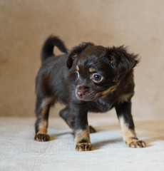 Puppy toy terrier. Russian toy terrier on beige background.