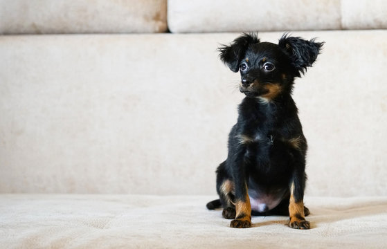 Russkiy-Bilder: Stock-Fotos & -Videos. | Adobe Stock