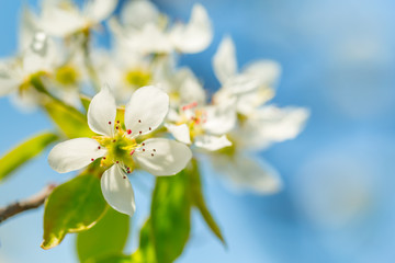 Fototapeta na wymiar Cherry blossoms over blurred nature background