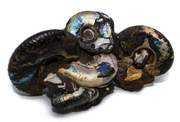 Natural fossilized shell on a white background collection stone