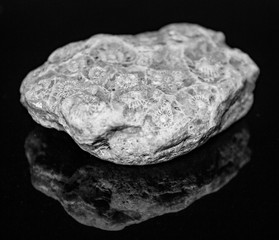 Natural beautiful petrified corals on a white background macro