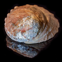 Natural haliotis shell on a black background macro