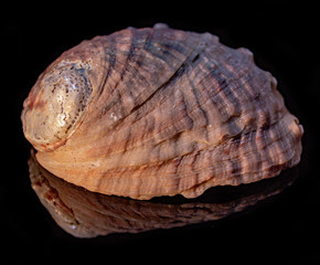 Natural haliotis shell on a black background macro