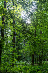 Küstenwald