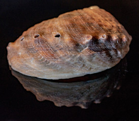 Natural haliotis shell on a black background macro