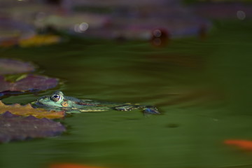 swimming frog in the water with water lily