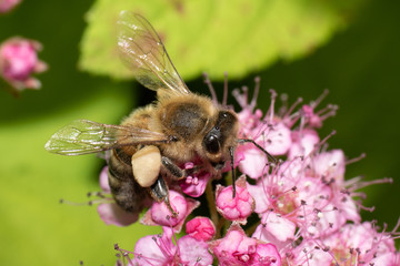 Macro shot of a bee