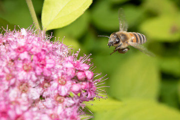 Macro shot of a bee