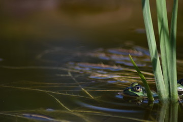 floating frog with reed