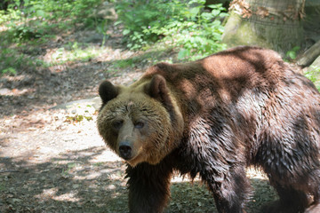 Grizzly bear