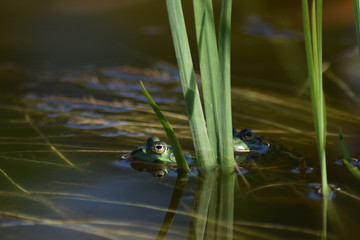 floating frog with reed