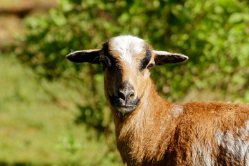 a sheep in close-up.