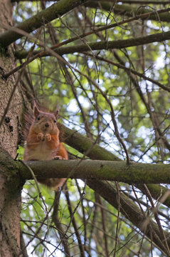 Red squirrel sits on a branch against a background of green trees. The front view.