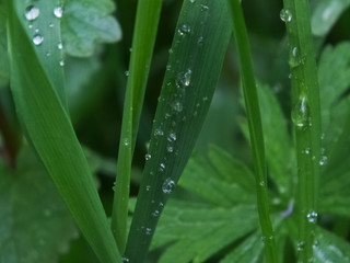 grass in the rain-01