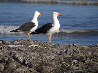 Pacific gull (Larus pacificus)-Dickschnabelmöwe, South Coast Track Tasmania