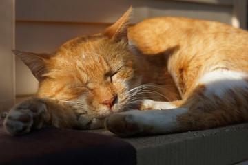 眠る茶猫