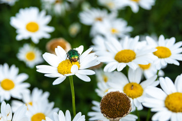 Fototapeta premium green beetle on a yellow white flower, close up