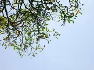 a tree with green leaf and blue sky