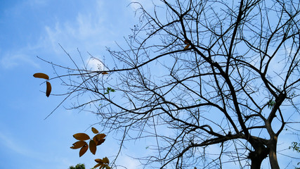 a tree with green leaf and blue sky