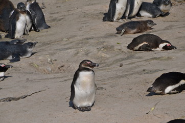Penguins on Boulder Beach. The famous colony of African penguins is located near Simon's Town and Cape Town, South Africa.
