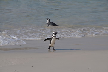 Penguins on Boulder Beach. The famous colony of African penguins is located near Simon's Town and Cape Town, South Africa.
