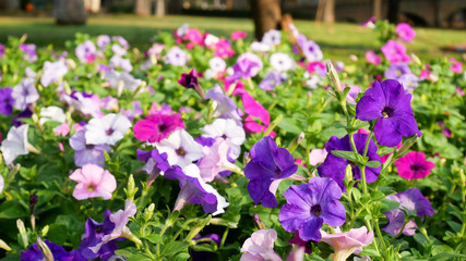 colorful flowers in the garden in the fresh morning