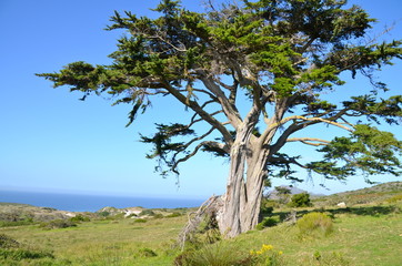 Baobab tree landscape in Western Cape park, South Africa
