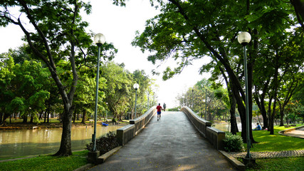 walkway in the park with trees forest