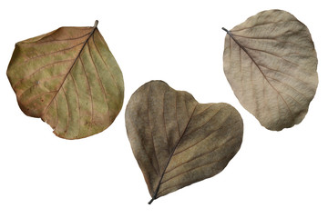 Close up view background dry leaves ,Isolated on white background with clipping path.
