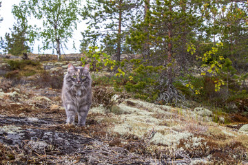 Naklejka premium A cat in the wild. Wild cat. Siberian cat.