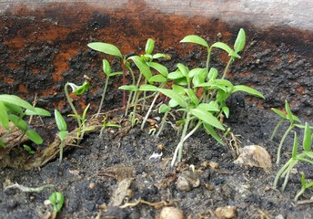 Young plant growing in nature.
