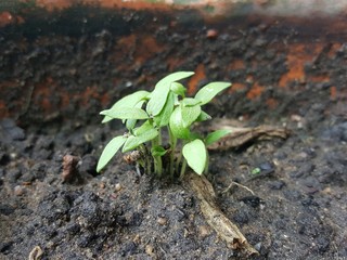 Young plant growing in nature.
