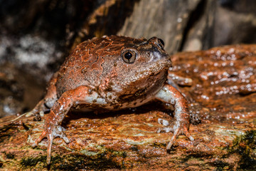 Caluella guttulata in Thailand