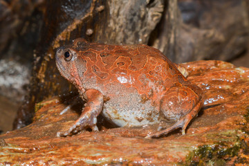 Caluella guttulata in Thailand