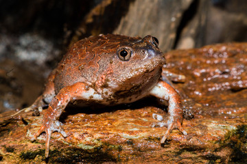 Caluella guttulata in Thailand