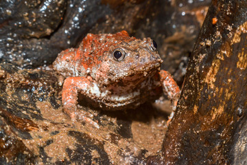 Caluella guttulata in Thailand