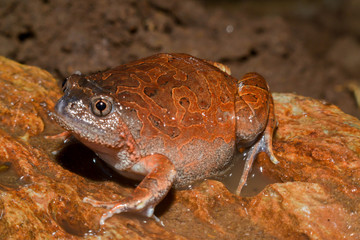 Caluella guttulata in Thailand