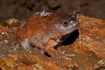 Caluella guttulata in Thailand