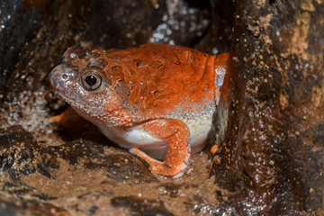Caluella guttulata in Thailand
