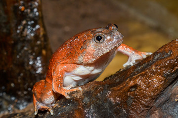 Caluella guttulata in Thailand