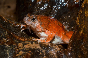 Caluella guttulata in Thailand