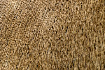 Detail of deer fur